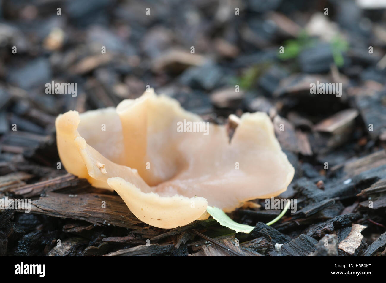 Peziza varia ascomycete fungus, close up shot, local focus Stock Photo