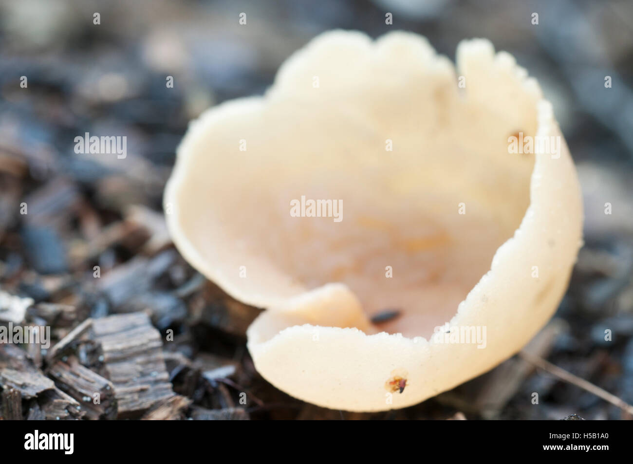 Peziza varia ascomycete fungus, close up shot, local focus Stock Photo