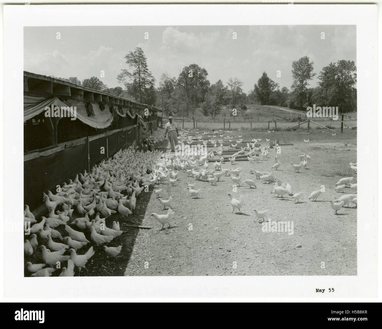Franklin Coop, Chickens Stock Photo Alamy
