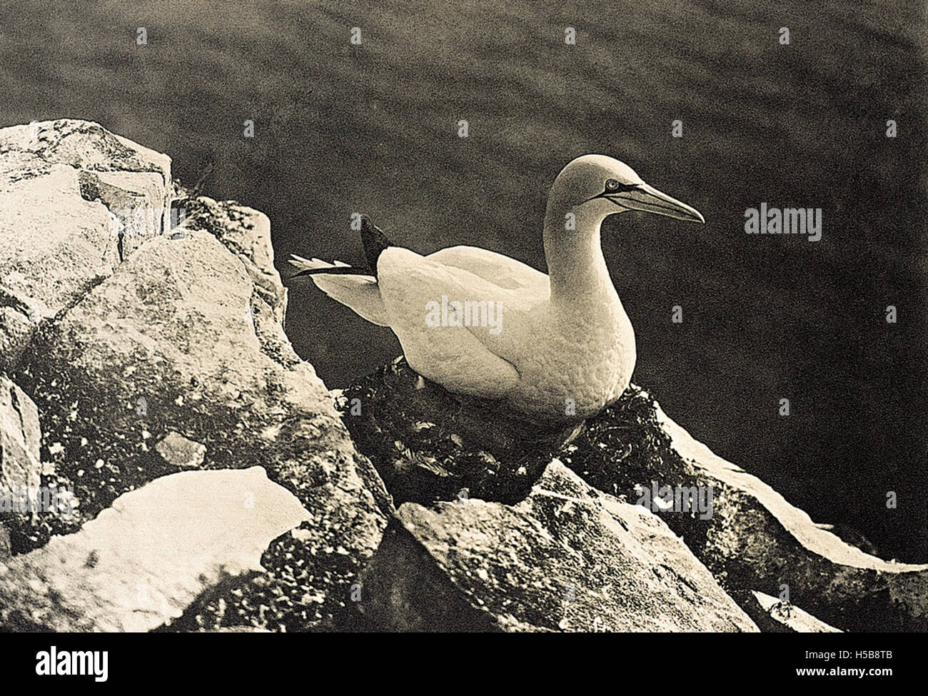 Solan birds hi-res stock photography and images - Alamy
