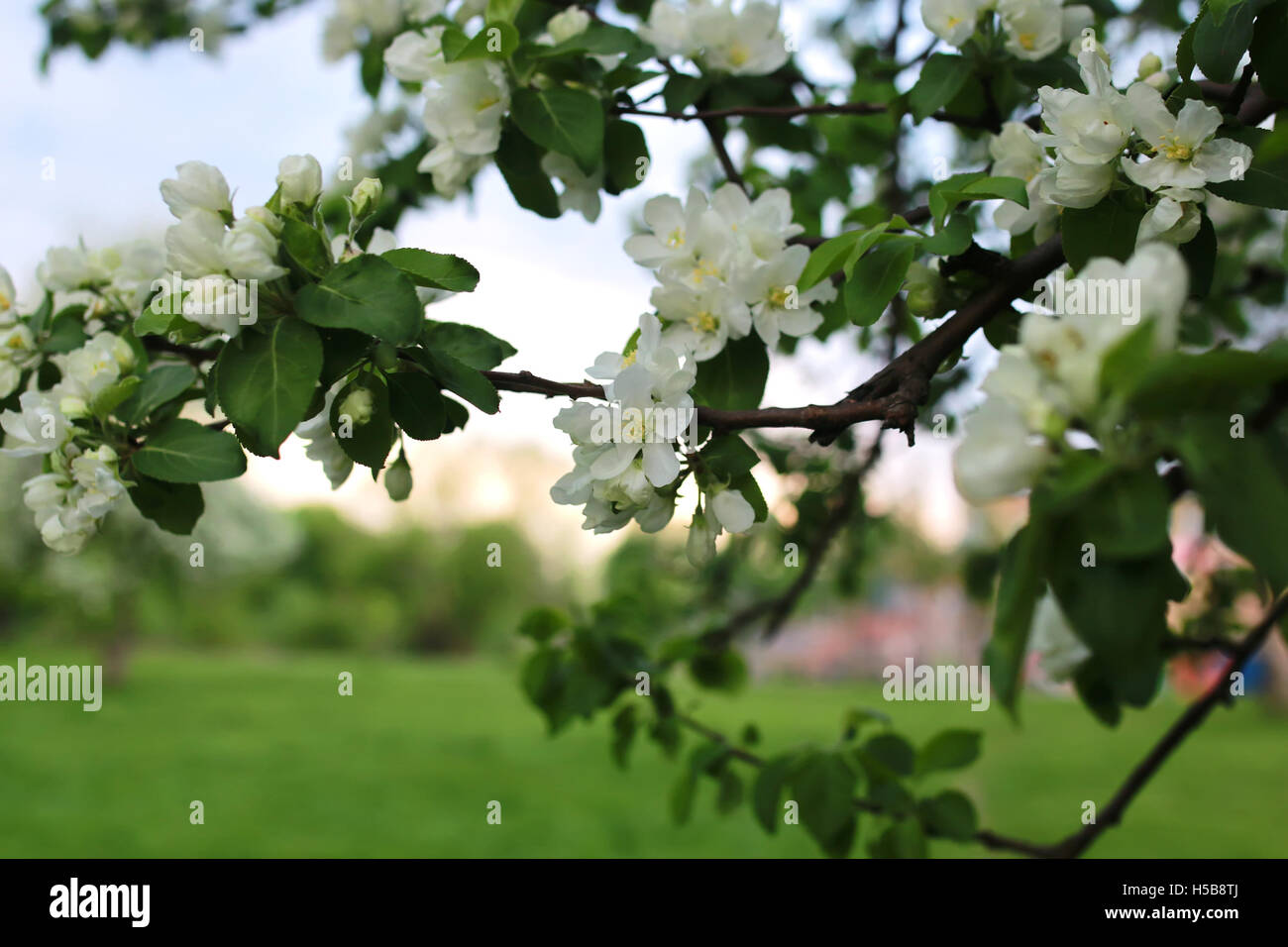 flower apple tree macro Stock Photo Alamy