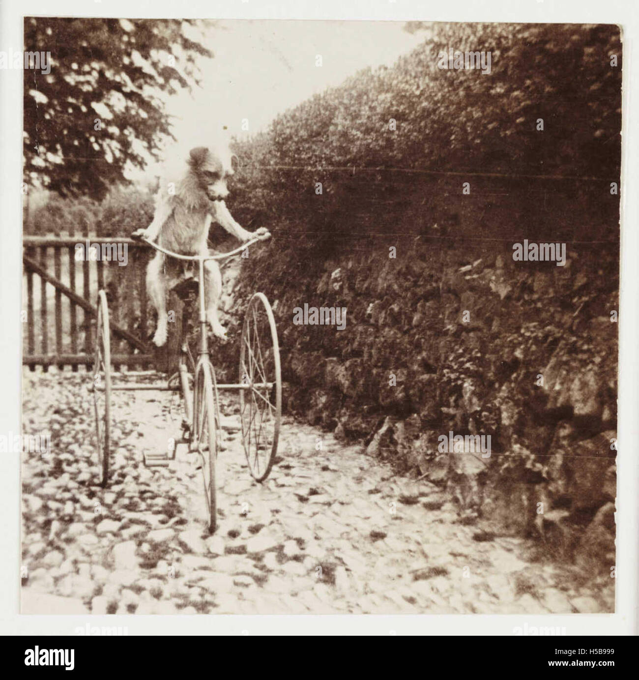 Dog Riding a Tricycle Stock Photo Alamy