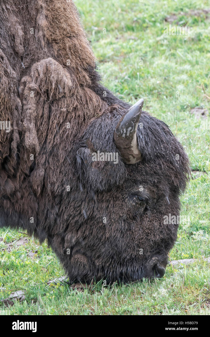Spring Time Bison Bison in the Springtime in Yellowstone Park Stock Photo - Alamy