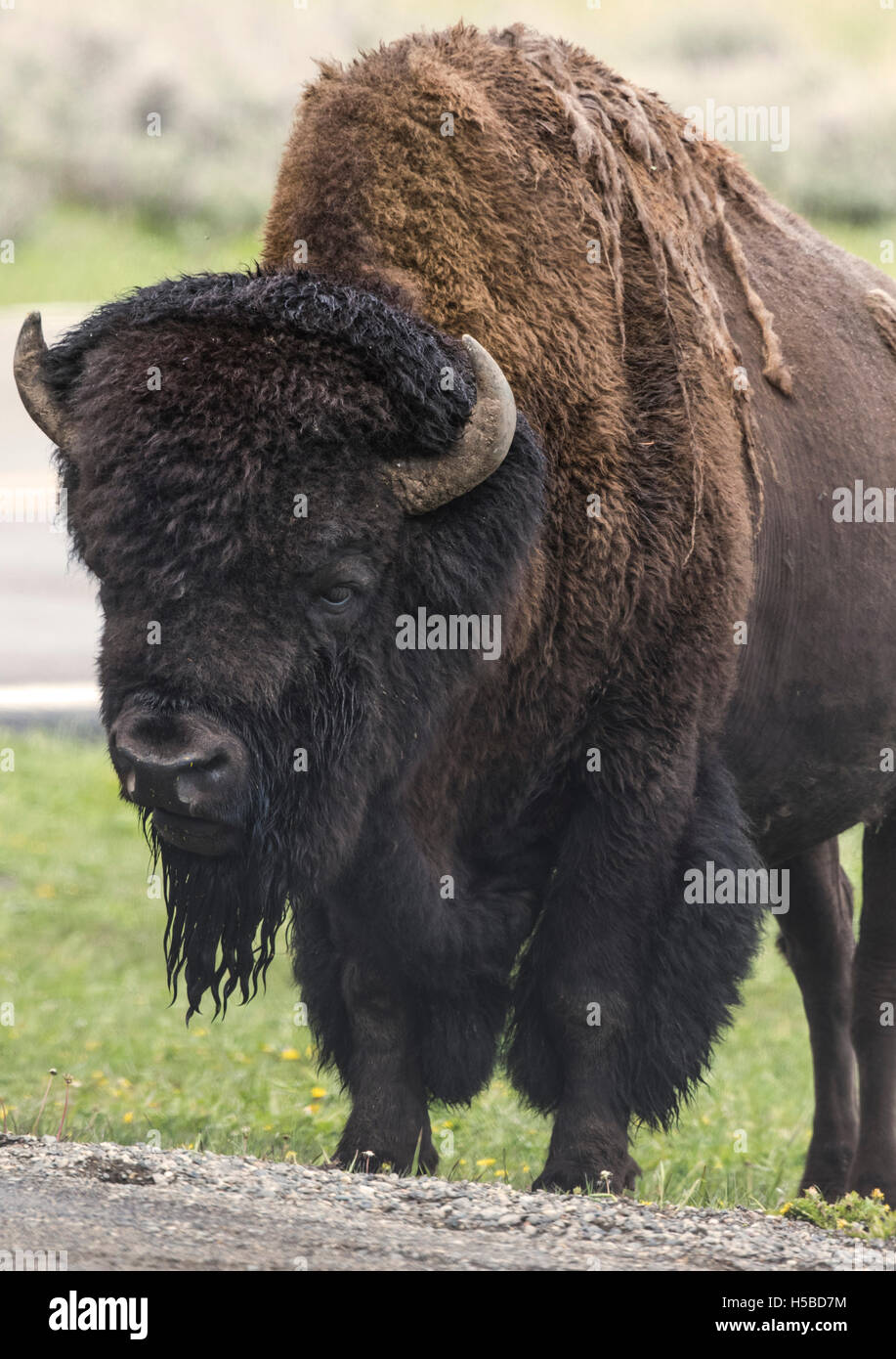 Spring Time Bison Bison in the Springtime in Yellowstone Park Stock Photo - Alamy