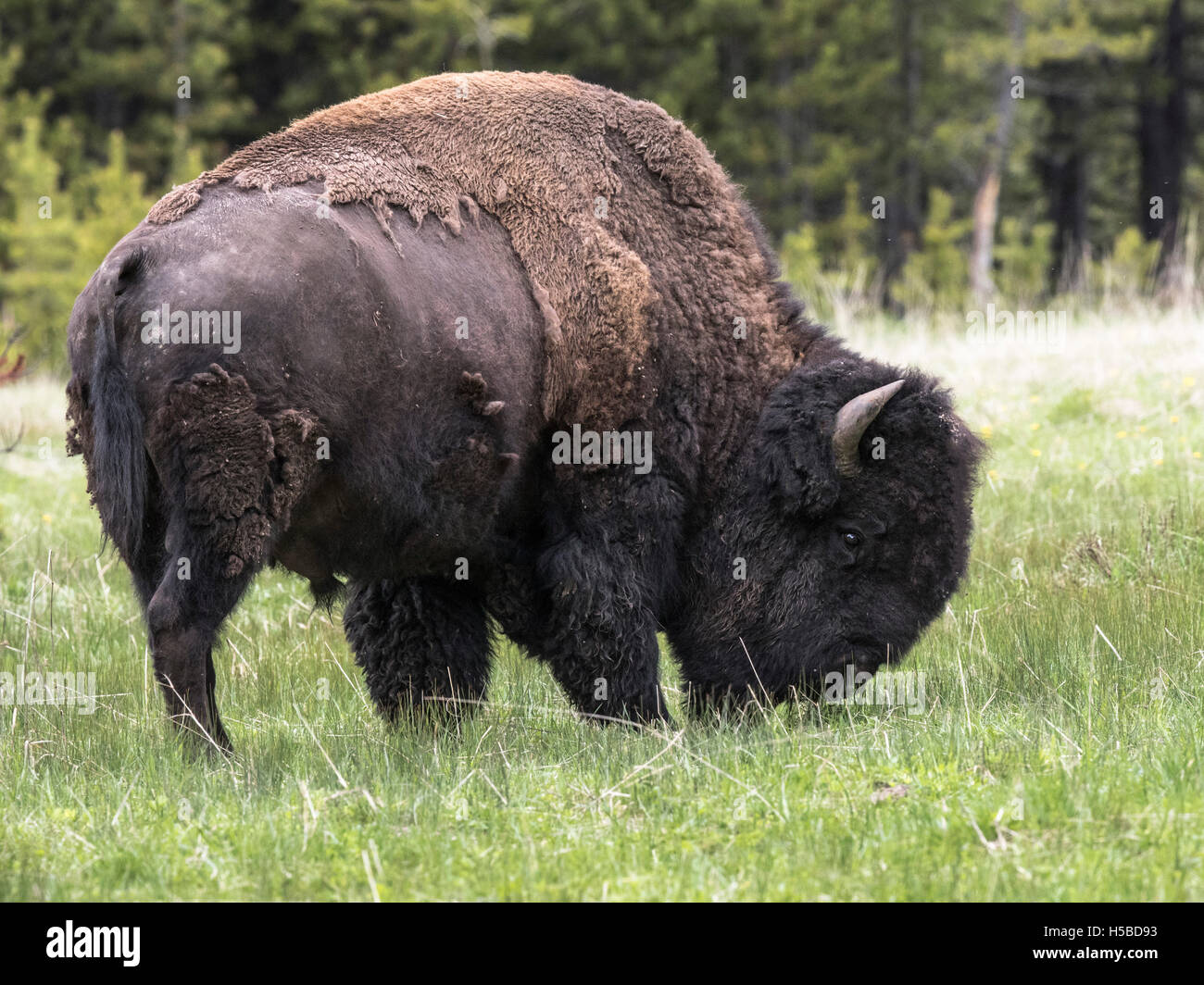 Spring Time Bison Bison in the Springtime in Yellowstone Park Stock Photo - Alamy