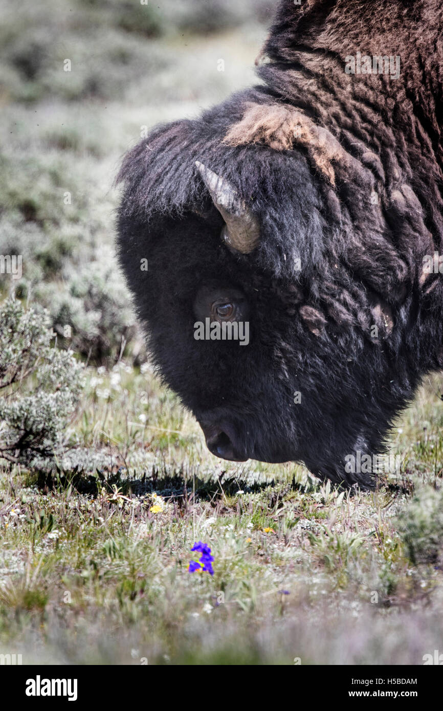 Spring Time Bison Bison in the Springtime in Yellowstone Park Stock Photo - Alamy