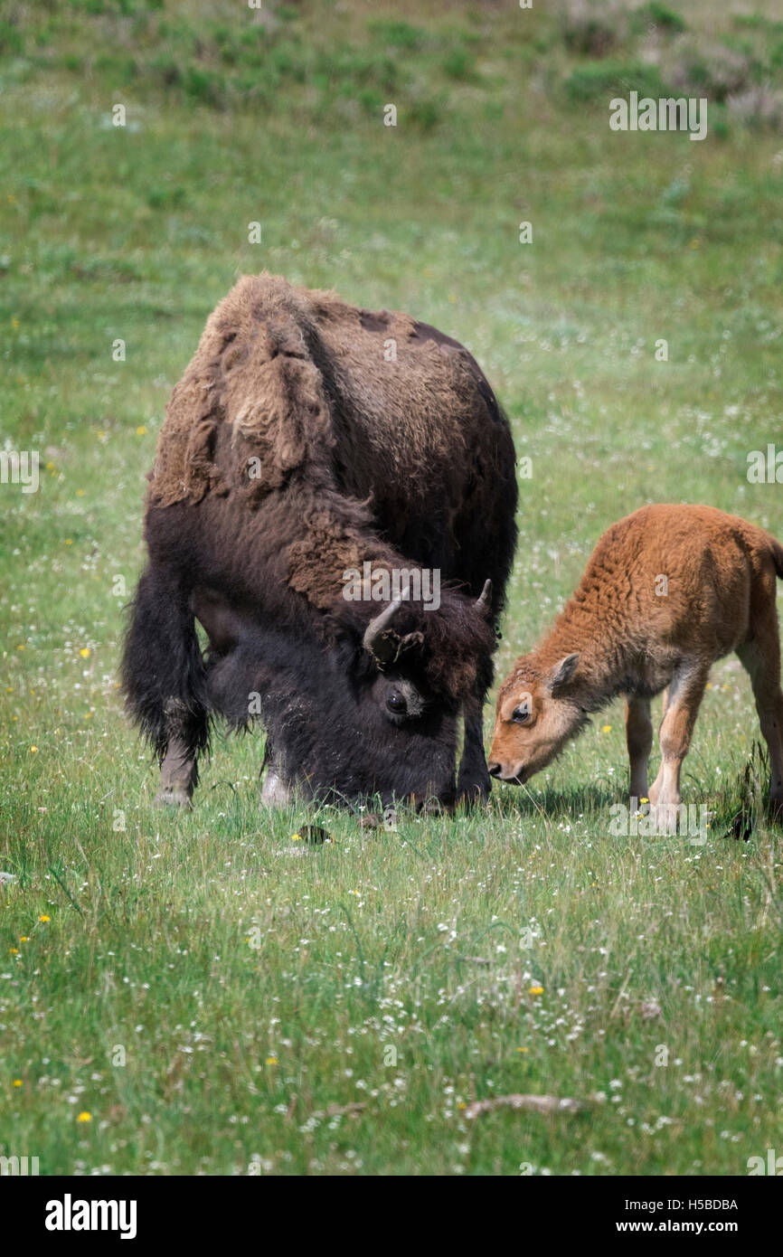 Spring Time Bison American bison spring calves hi-res stock photography and images - Alamy