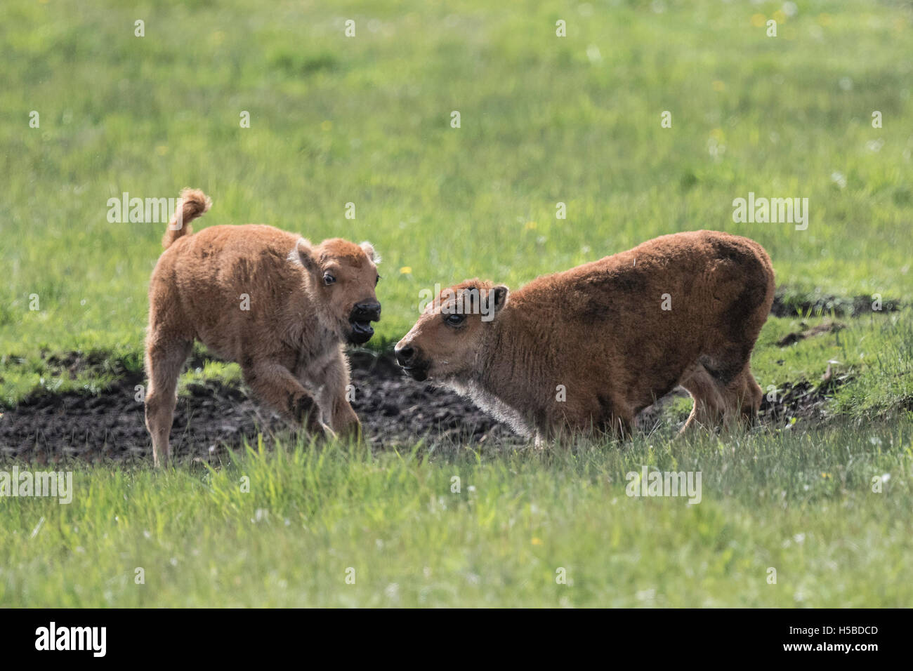 Bison in the Springtime in Yellowstone Park Stock Photo - Alamy