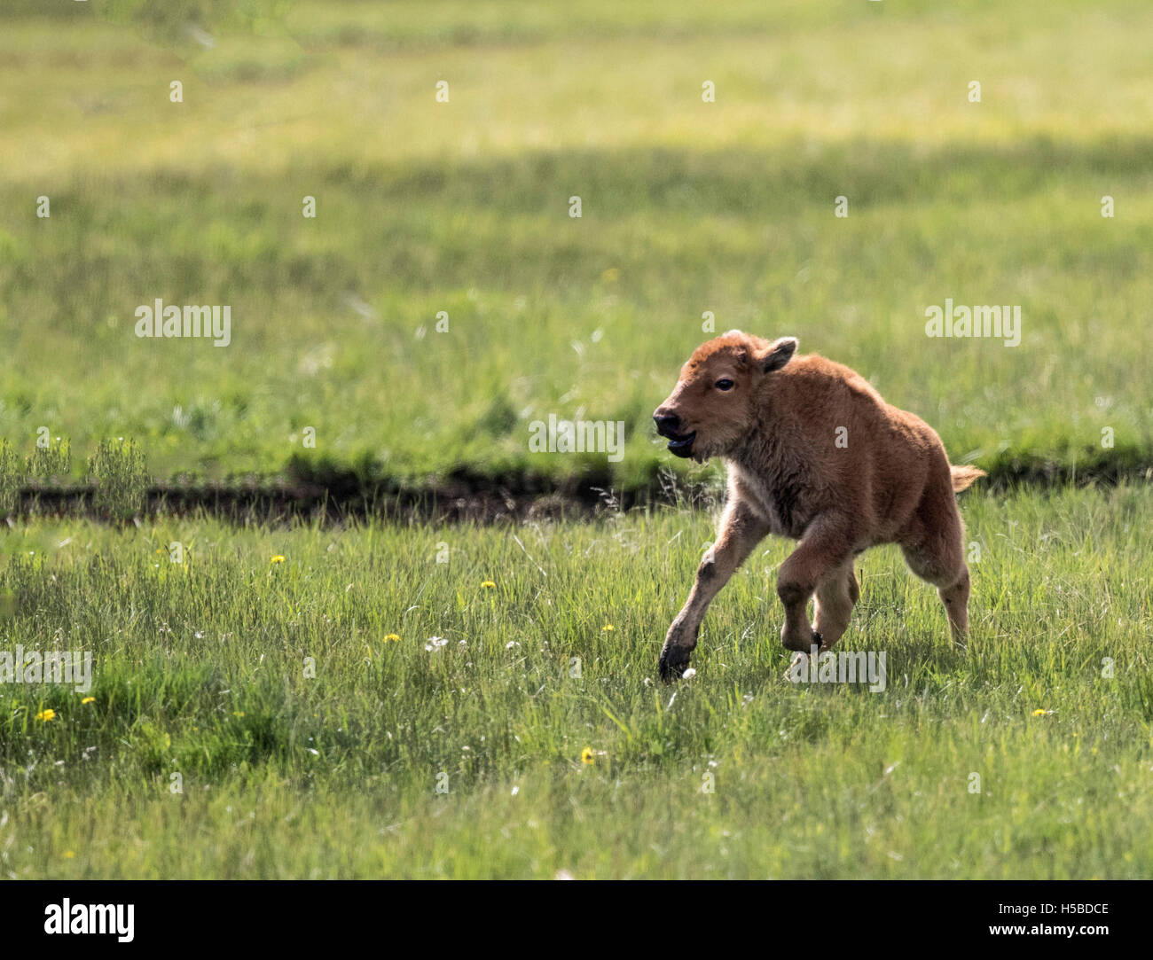 Yellowstone bison 2015 hi-res stock photography and images - Alamy