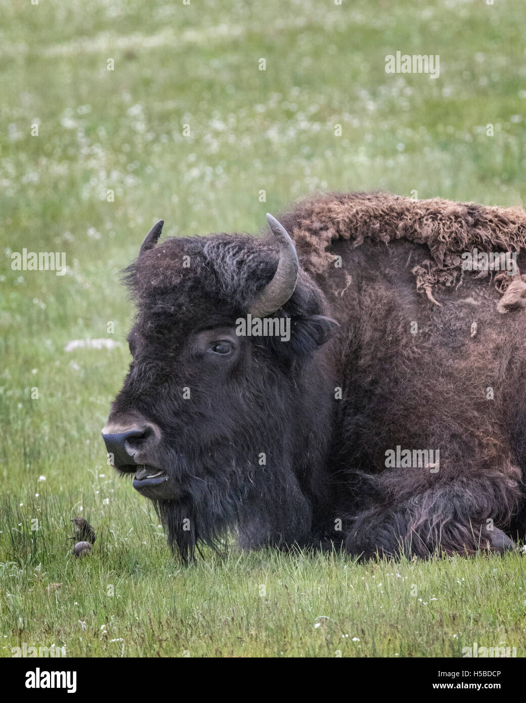 Bison in the Springtime in Yellowstone Park Stock Photo - Alamy