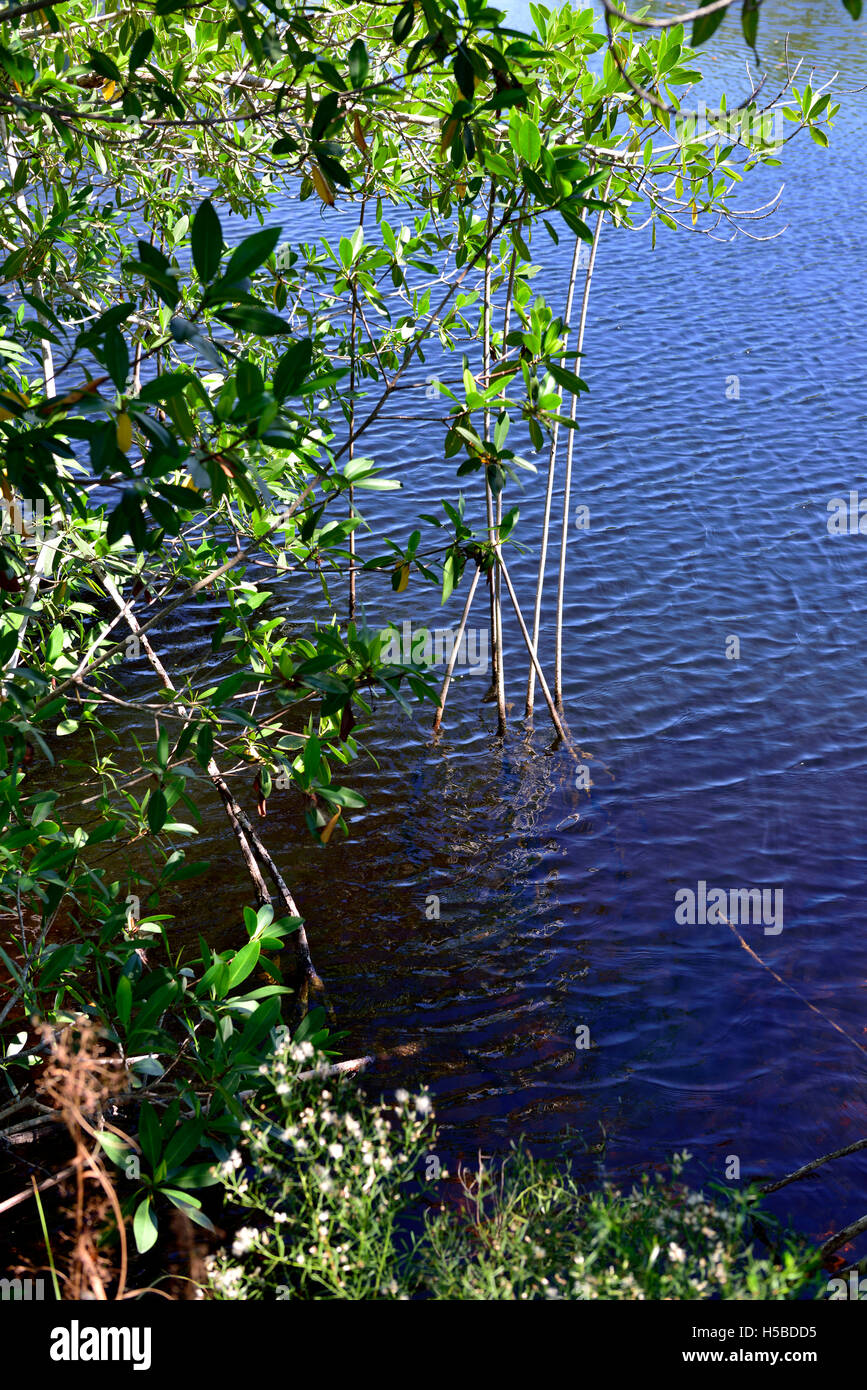 Stilt or prop aerial roots in red mangrove (Rhizophora mangle) growing into water Stock Photo