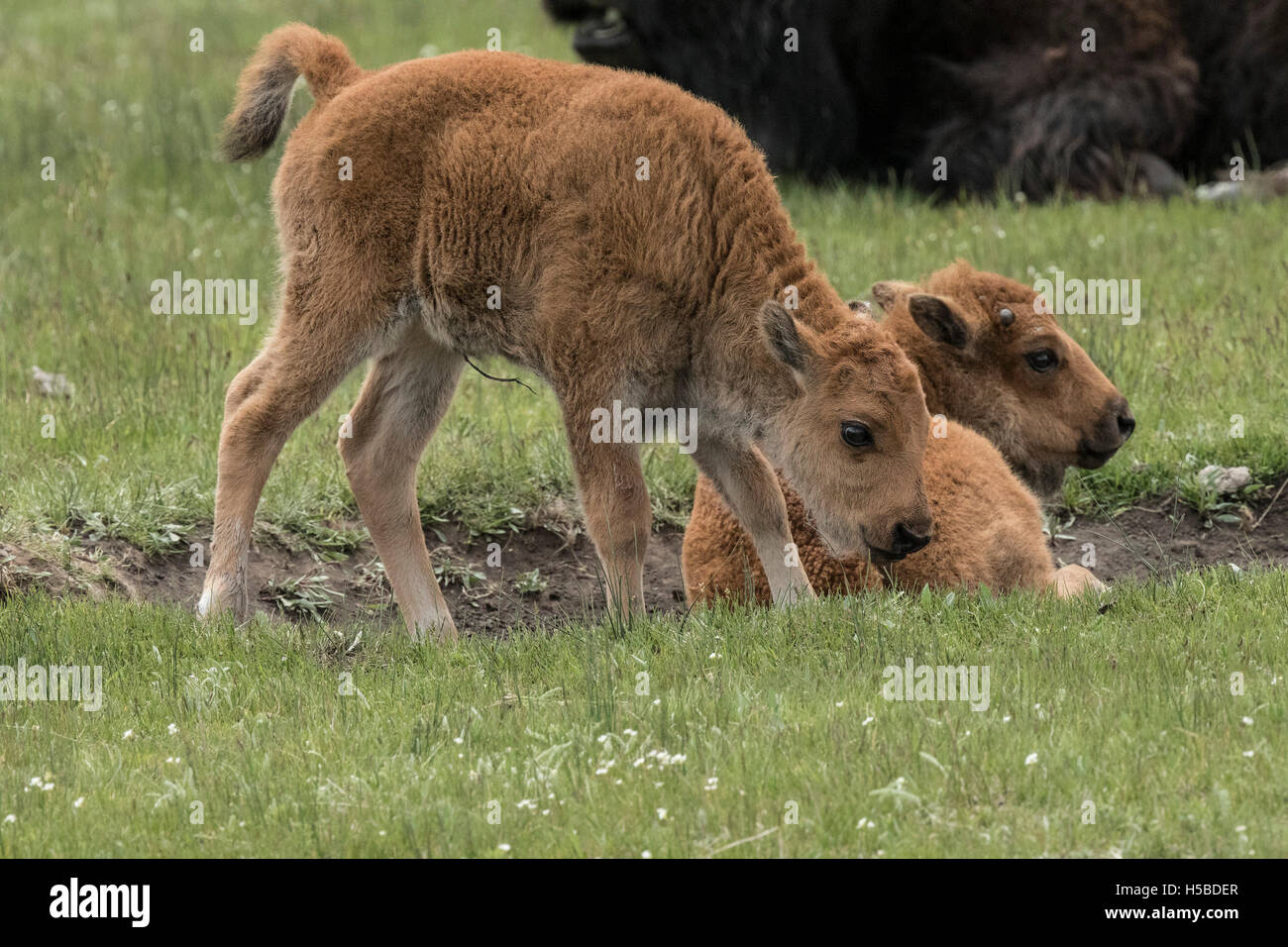 Spring Time Bison Bison in the Springtime in Yellowstone Park Stock Photo - Alamy