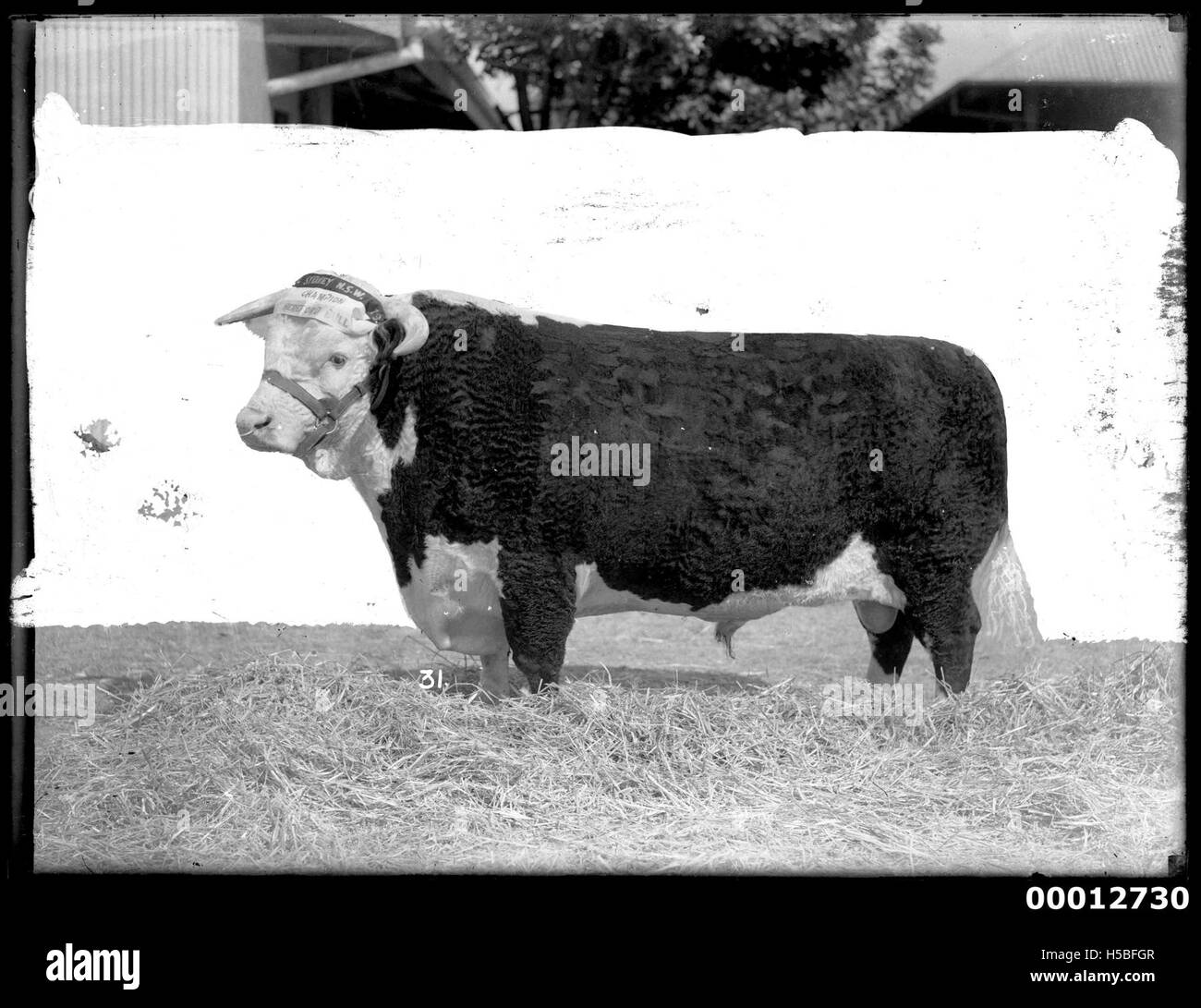 A photograph of the Champion Hereford Bull at the Sydney Royal Easter ...