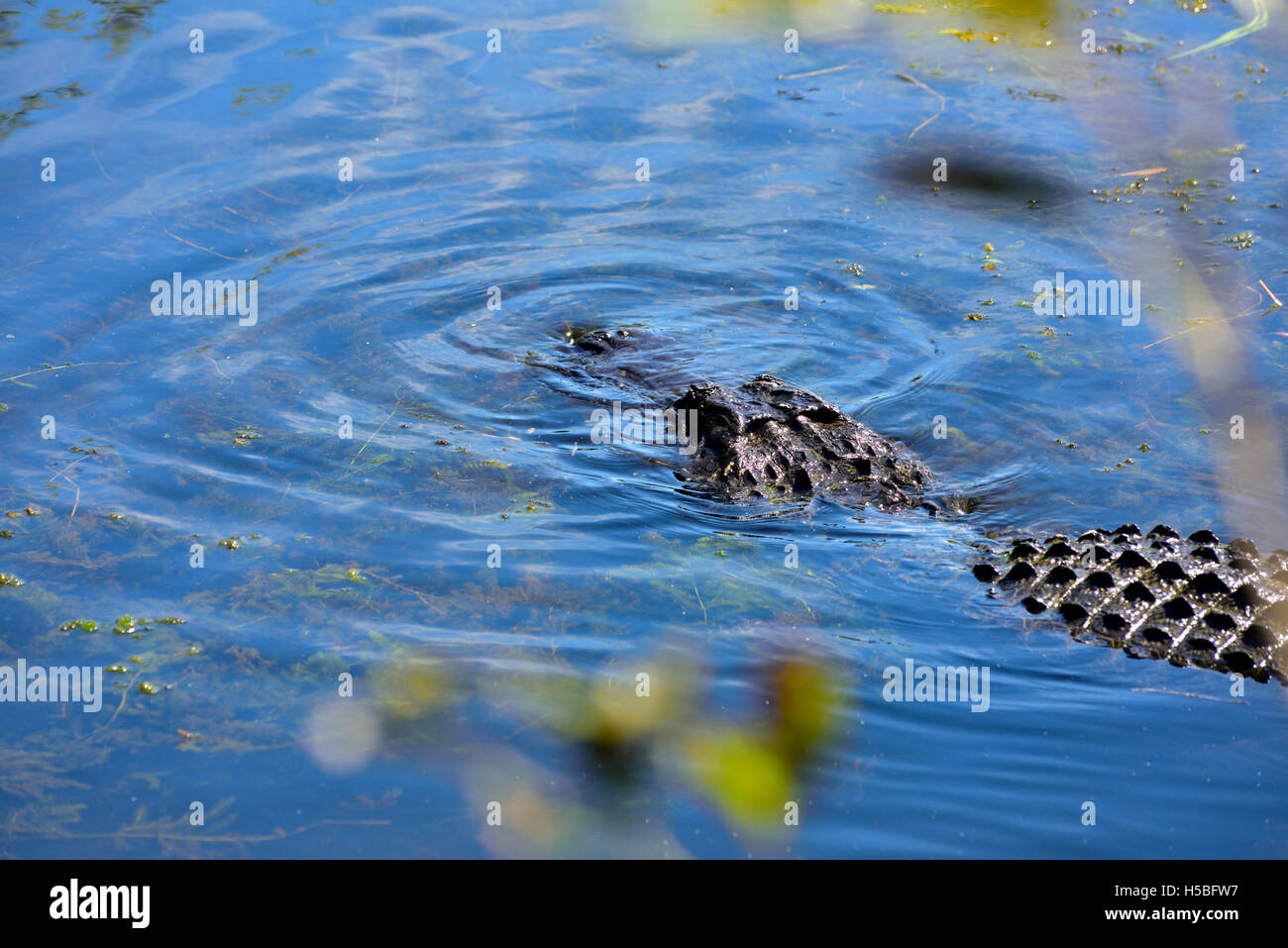 Alligator (Alligator mississippiensis) in the wild,  Everglades National Park, Florida Stock Photo