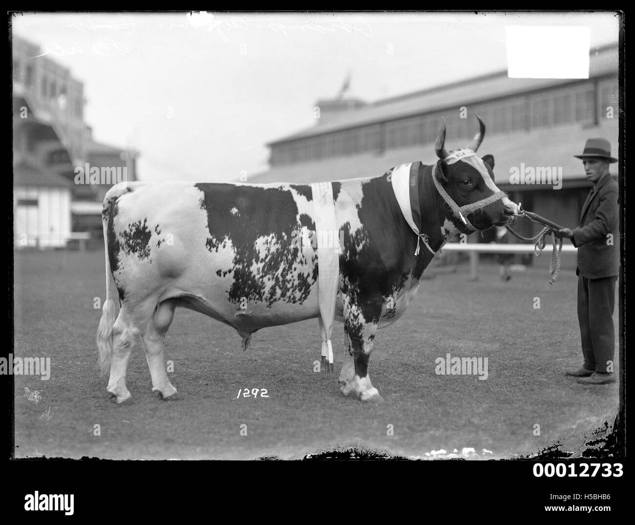 Champion Ayrshire Bull 'Problem of the Valley', Royal Sydney Easter