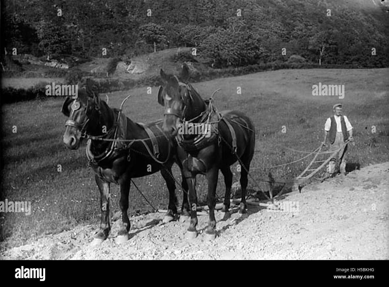 A ploughman and his horses Stock Photo Alamy