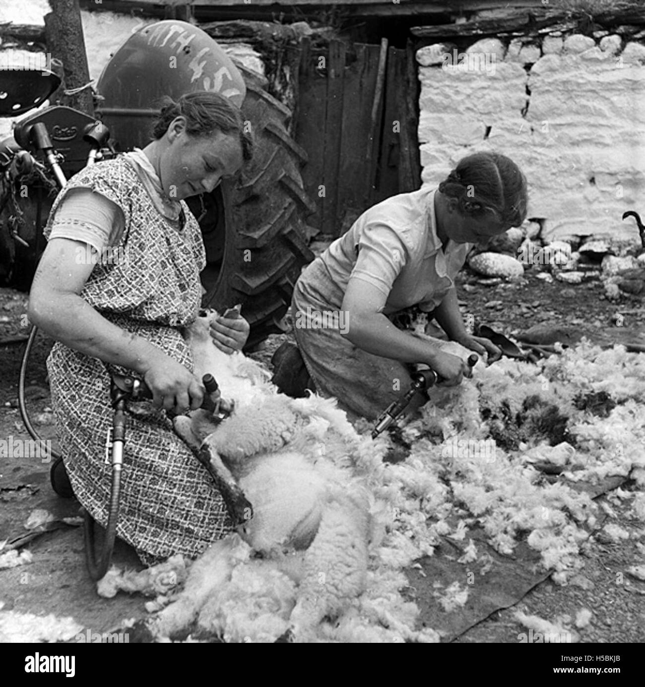 A photograph depicting sheep shearing at Pantycelyn, the home of William Williams, a Welsh hymn writer and preacher. This image captures an agricultural practice associated with Welsh rural life in the 19th century. Stock Photo