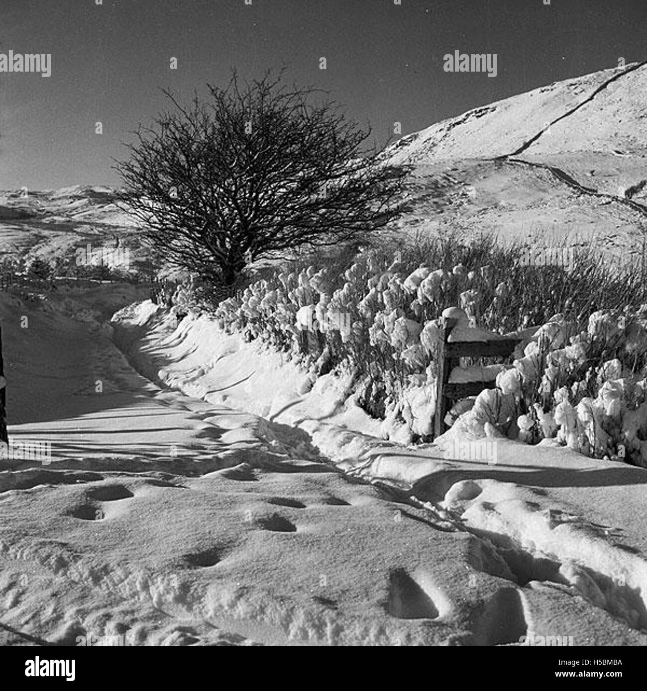 Snowfall in January 1962 impacted various regions, with particularly notable events occurring in the northern hemisphere. This image likely captures the winter conditions of that time. Stock Photo