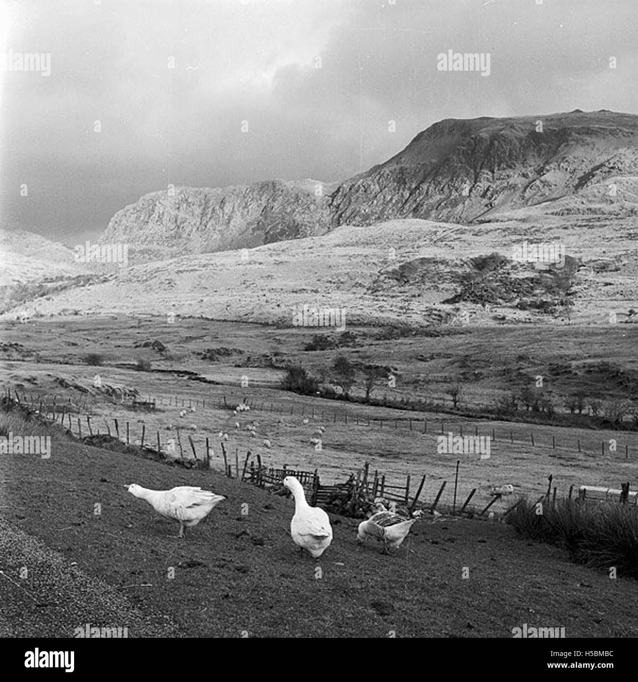 History the pennant Black and White Stock Photos & Images Alamy