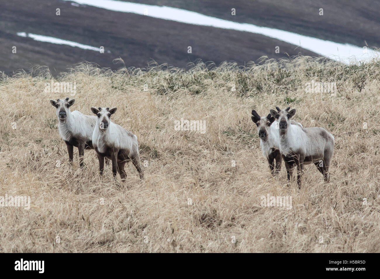 wild reindeer on the tundra in the early spring on a cloudy day Stock ...