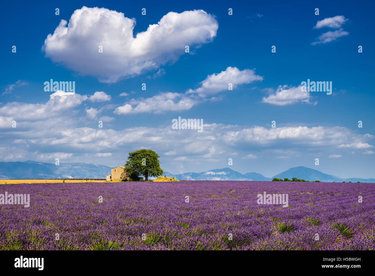 Summer in Valensole with lavender fields, stone house and heart-shaped cloud. Alpes de Hautes Provence, South of France Stock Photo