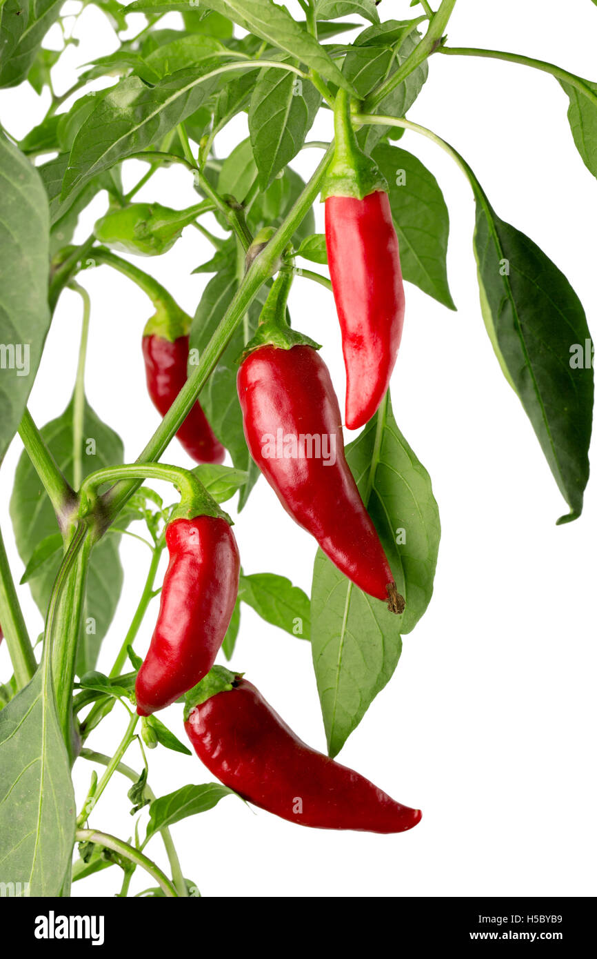 chili pepper on bush isolated on the white background Stock Photo Alamy