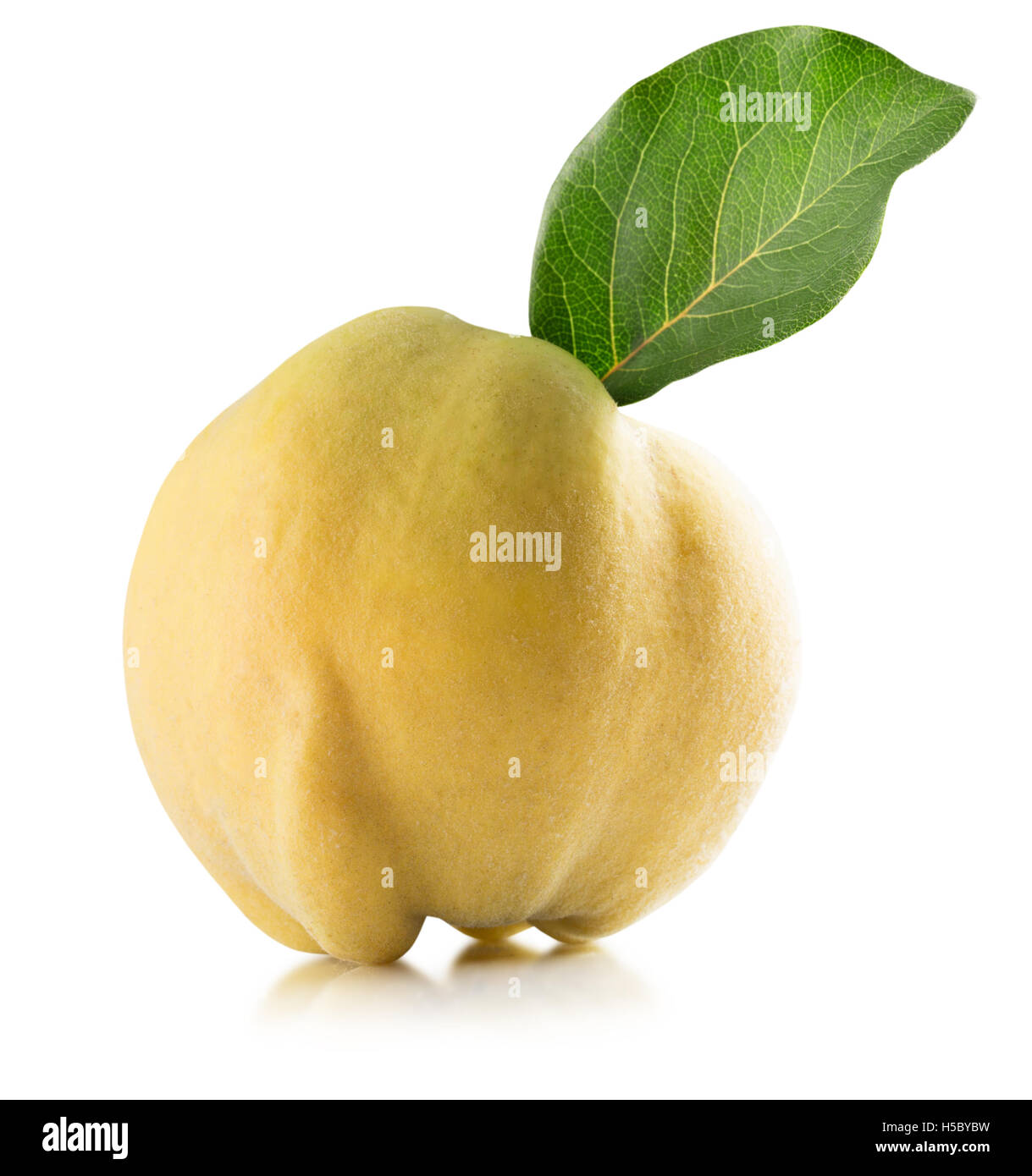 quince isolated on the white background. Stock Photo