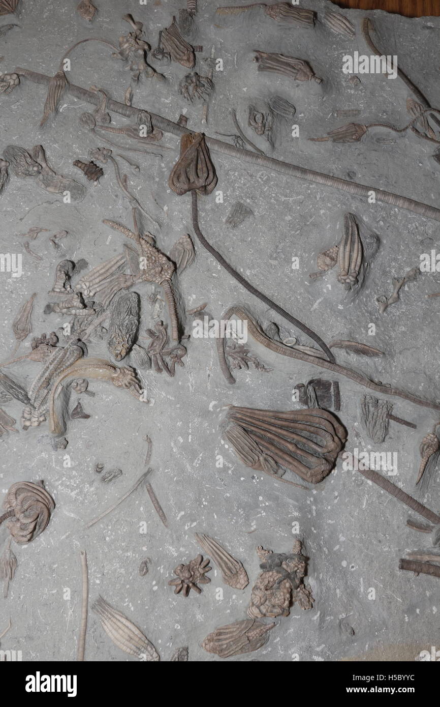 Fossil Crinoids, 350 million years old from the early Carboniferous Period, Indiana Stock Photo