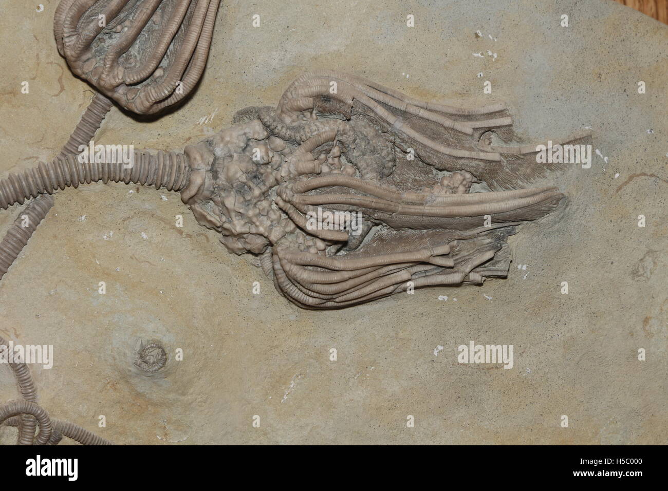 Fossil Crinoids, 350 million years old from the early Carboniferous Period, Indiana Stock Photo