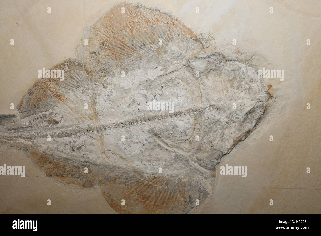 Fossil Guitarfish, Rhinobatus sp., Late Jurassic, Germany Stock Photo