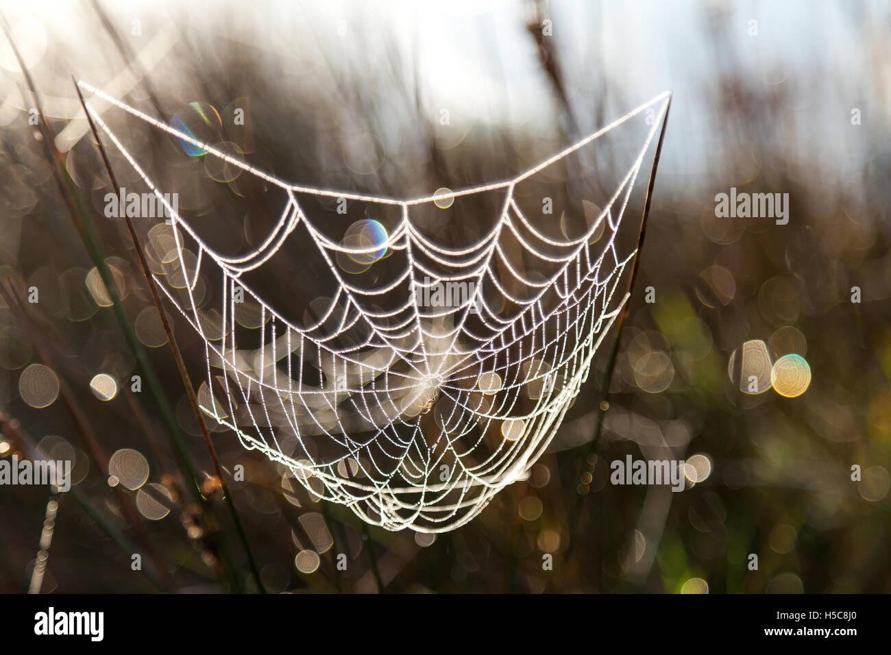 Spider web with dew Stock Photo