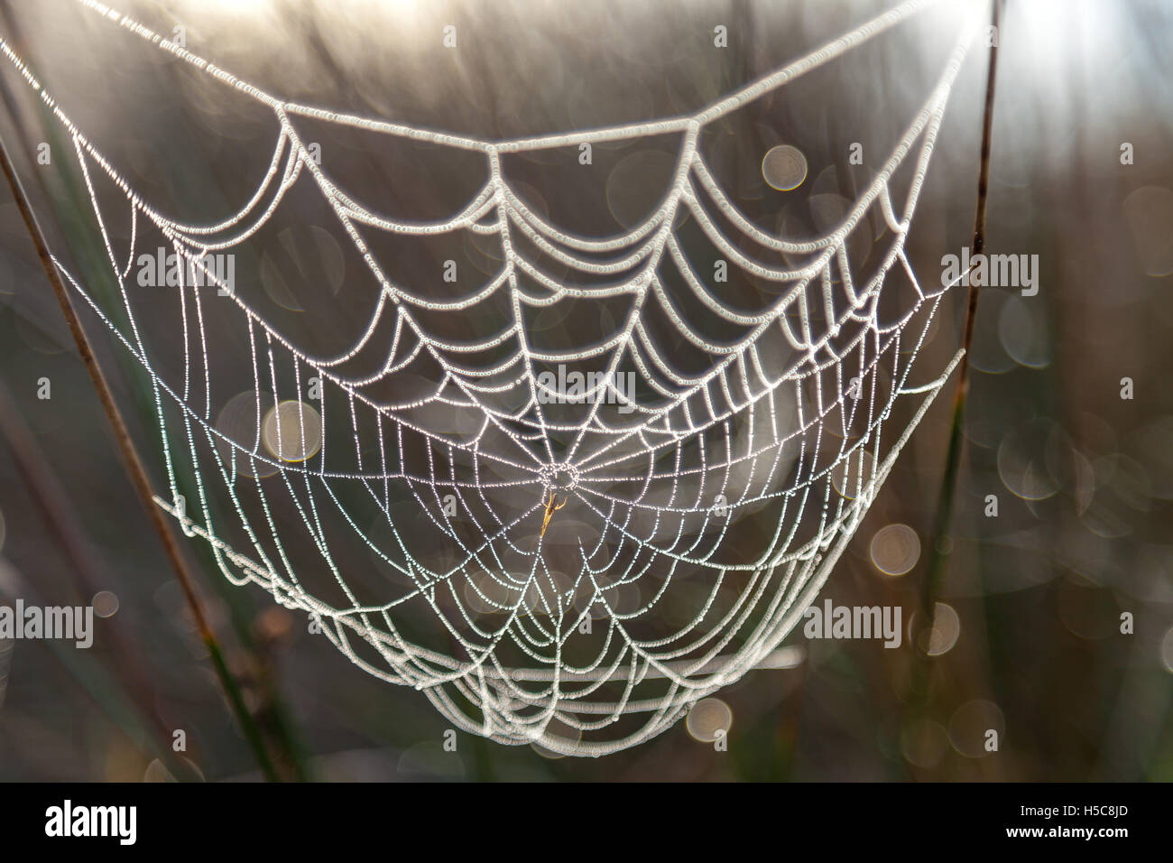 Spider web with dew Stock Photo