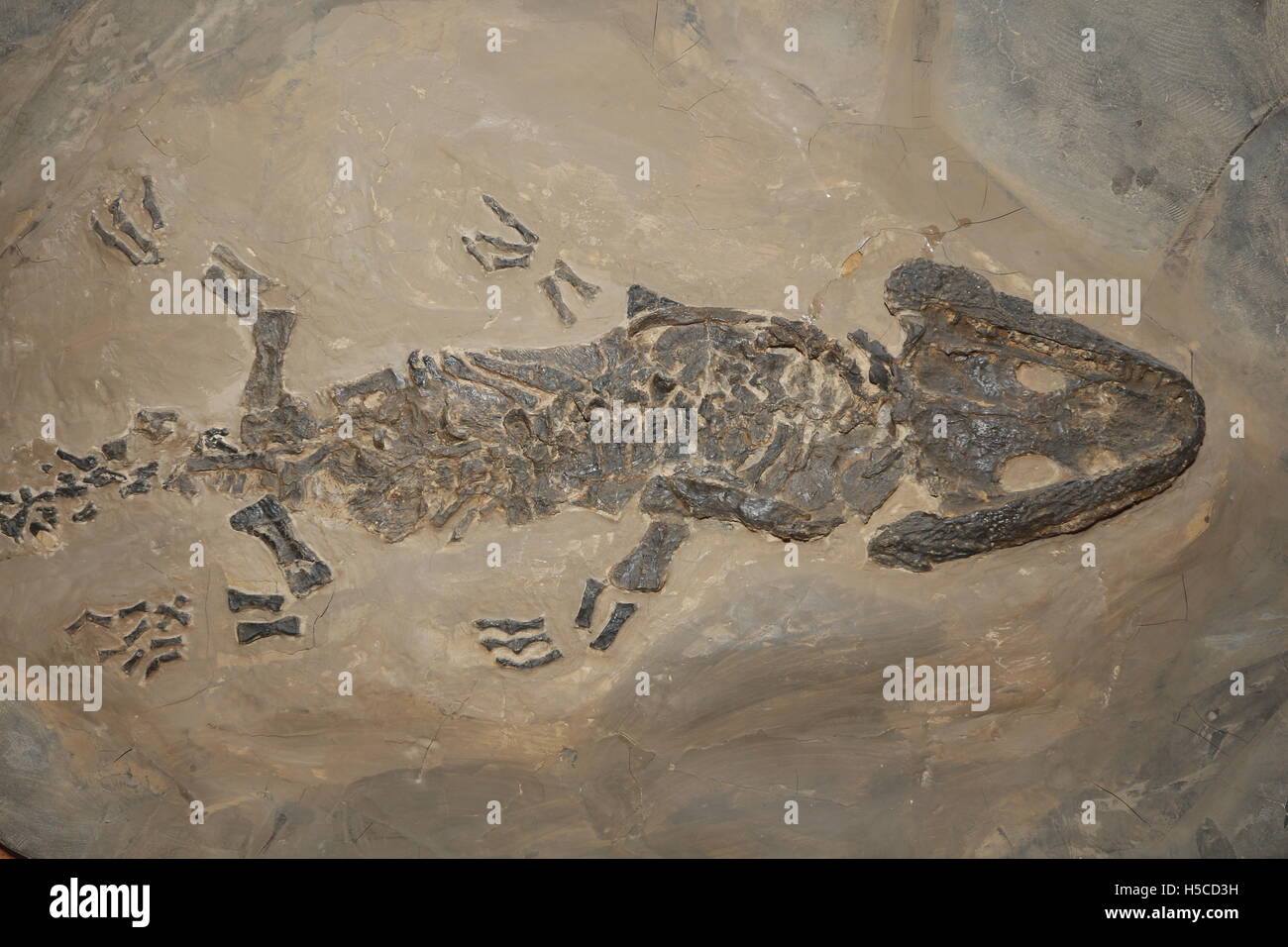 Fossil Amphibian, Sclerocephalus haeuseri, Early Permian Period, Germany Stock Photo
