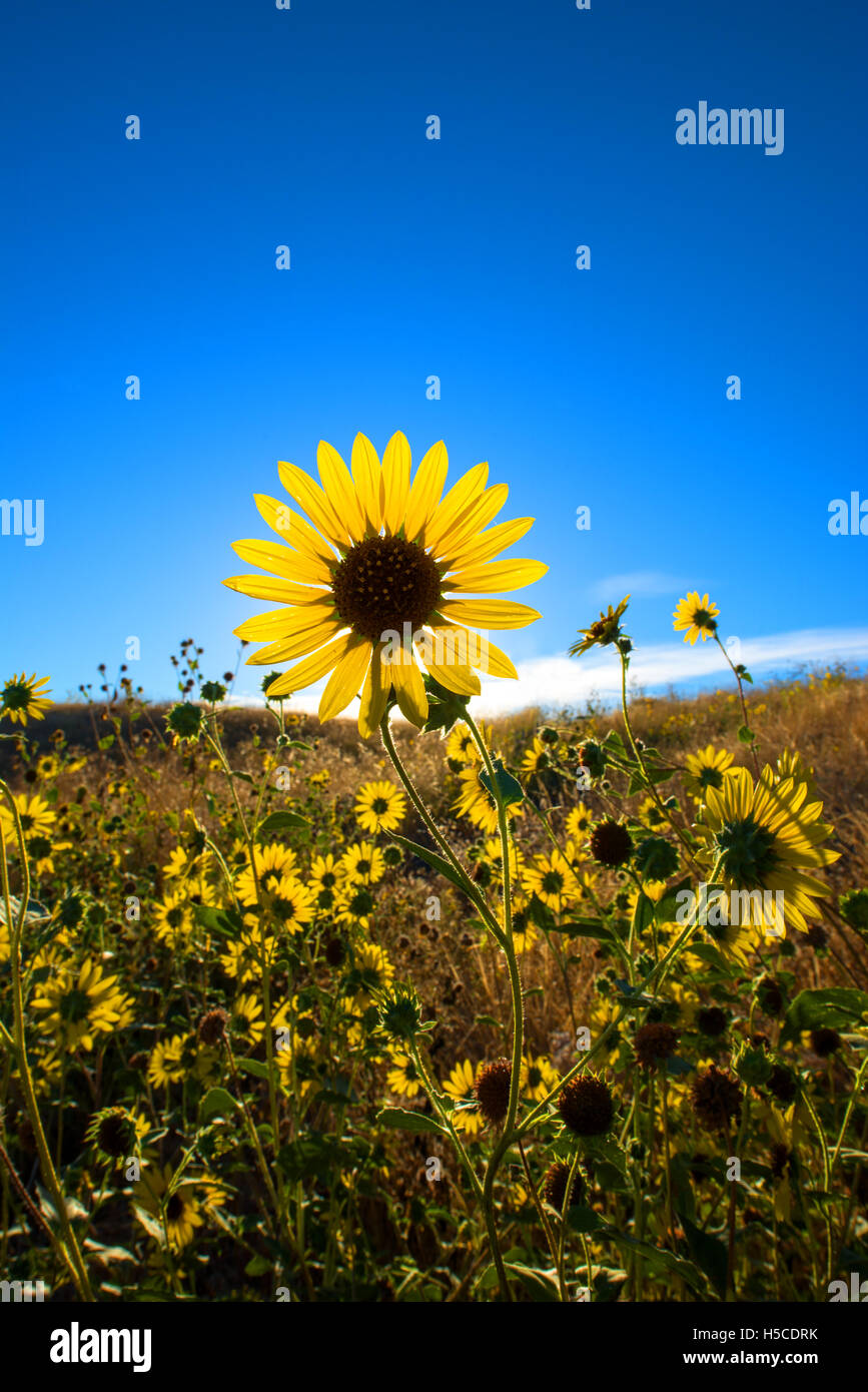 Large daisy flower field against blue sky Stock Photo