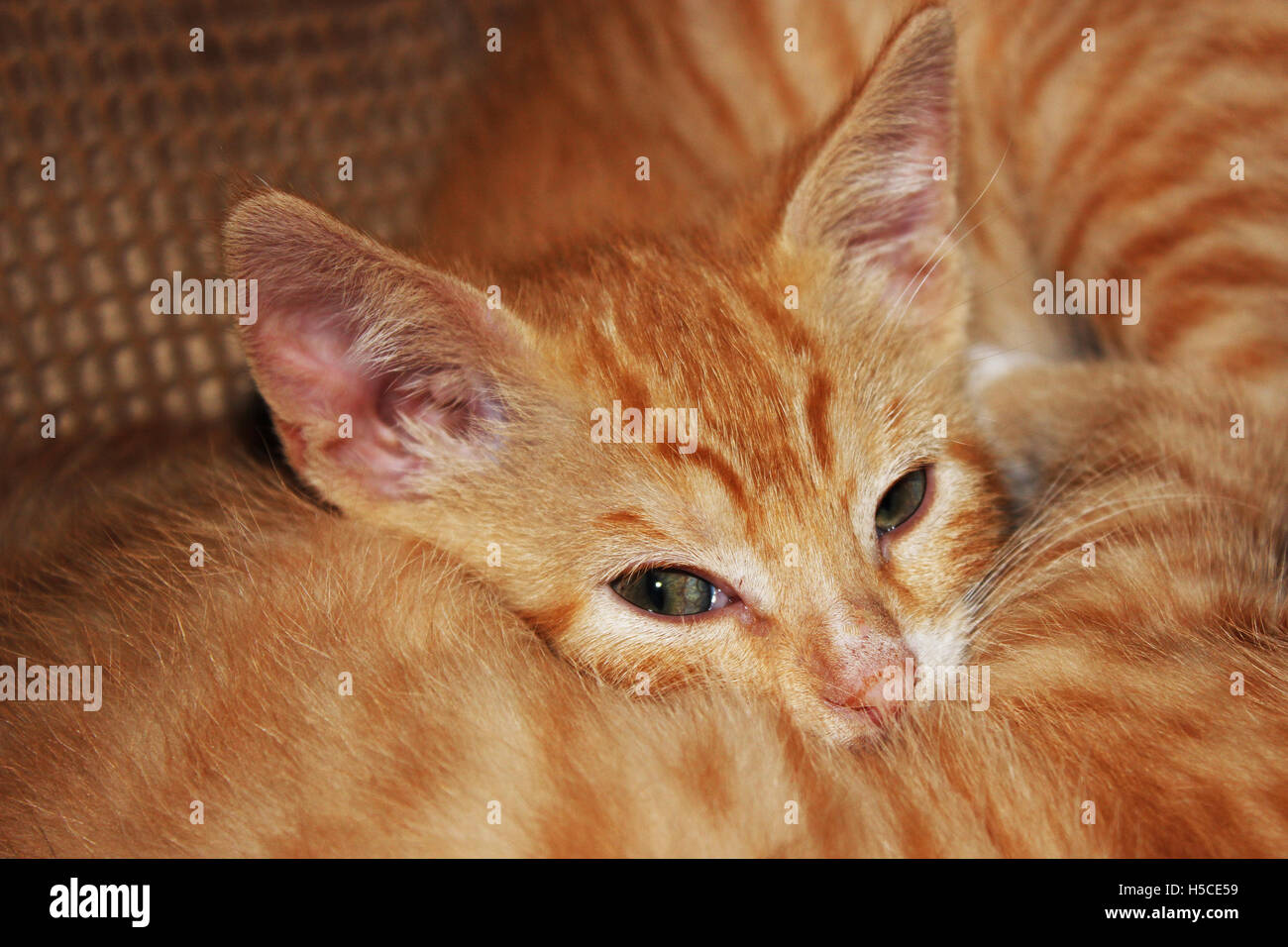 orange striped kittens sleeping with each other Stock Photo