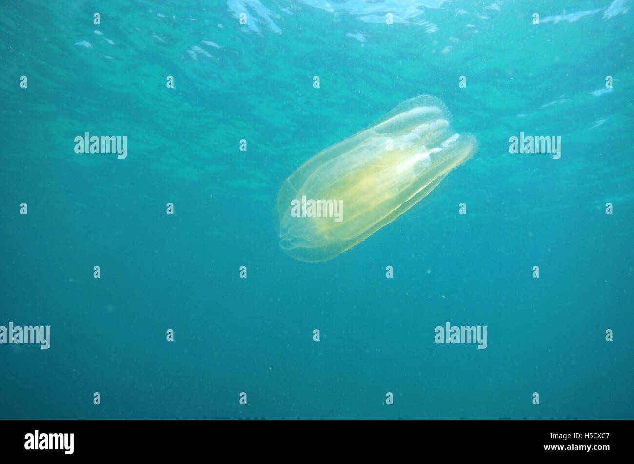 Jelly hovering in open water Stock Photo
