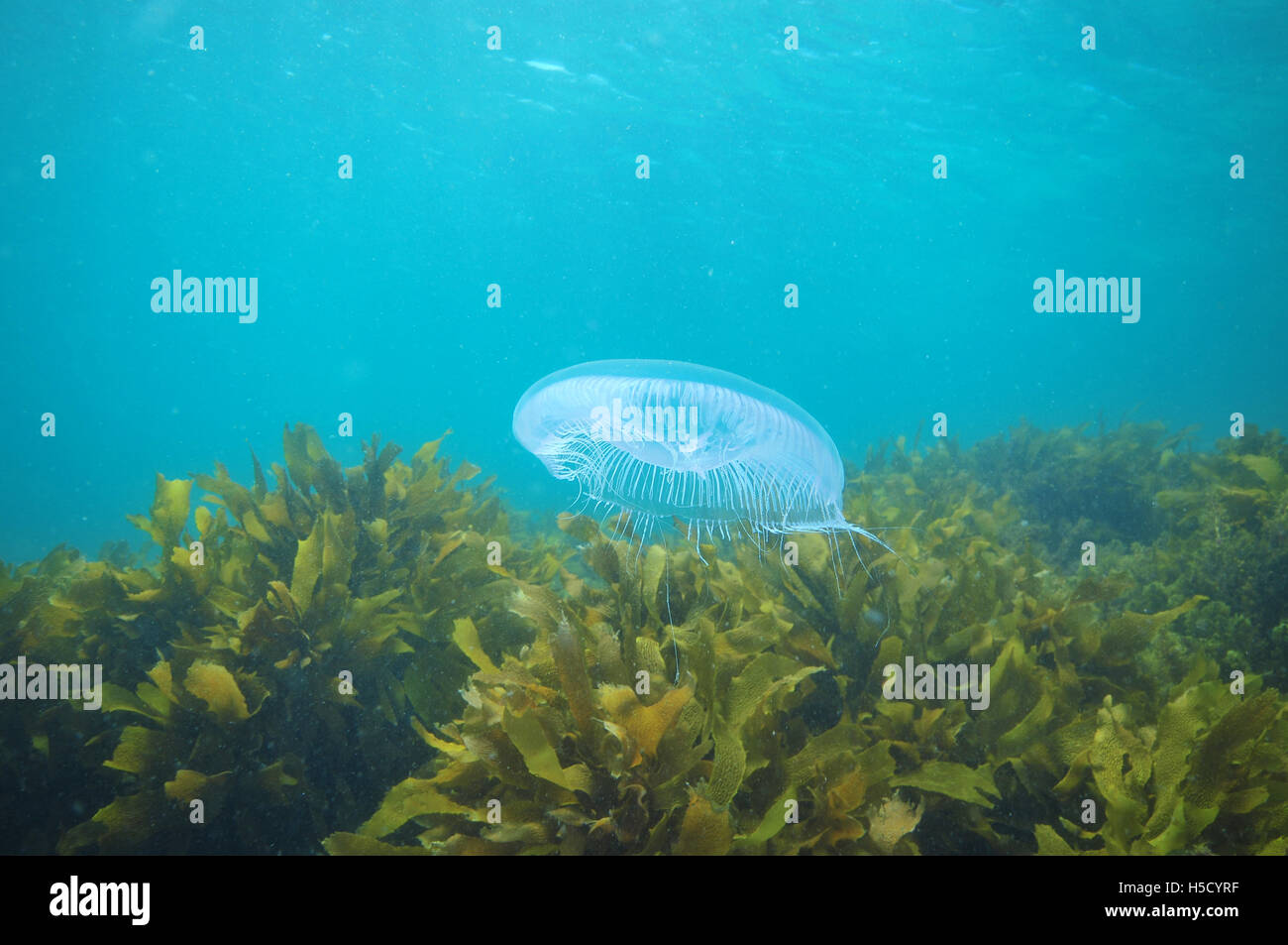 Jellyfish hovering above kelp Stock Photo