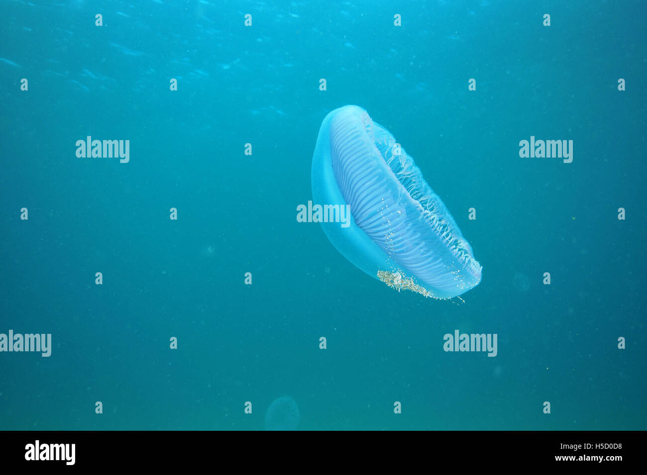 Jellyfish hovering in open water Stock Photo