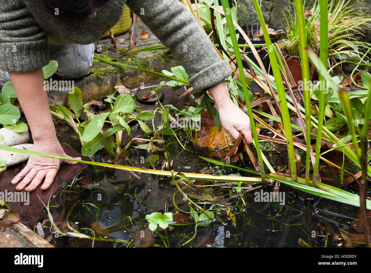 lady gardener cleaning weedy pond Stock Photo