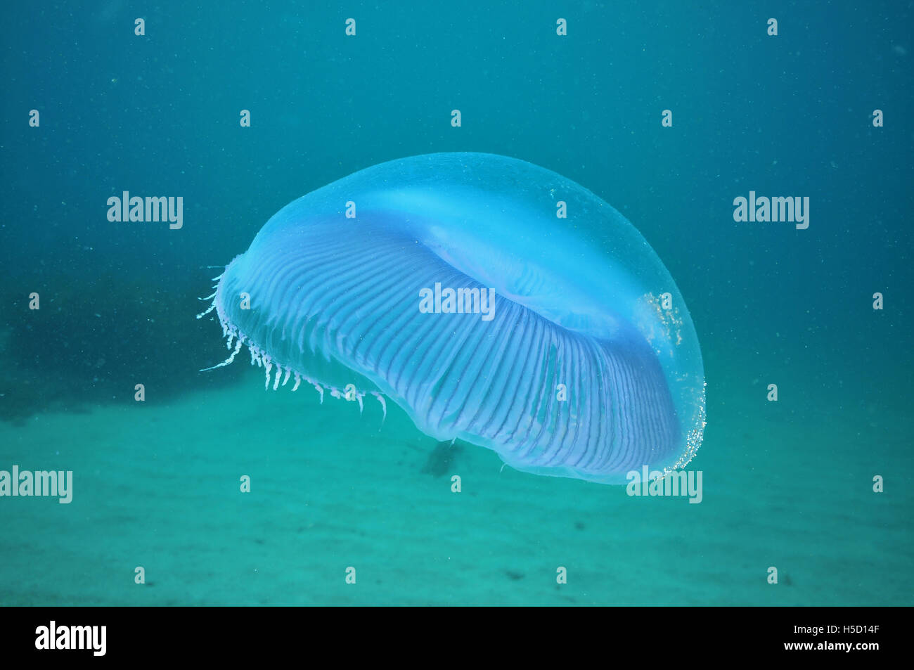 Crystal jellyfish hi-res stock photography and images - Alamy