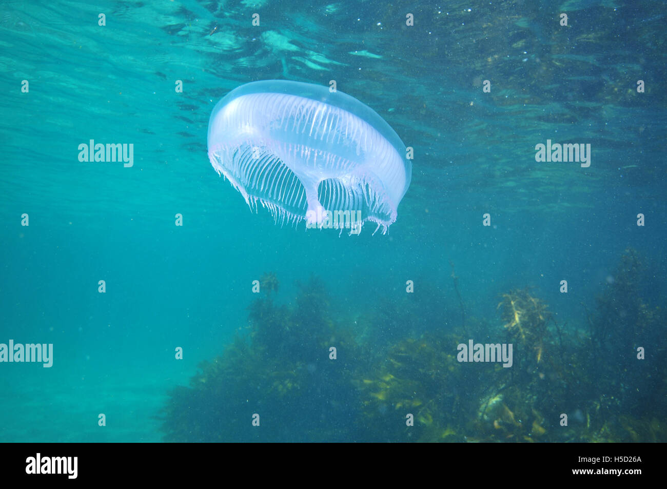 Jellyfish hovering above kelp Stock Photo