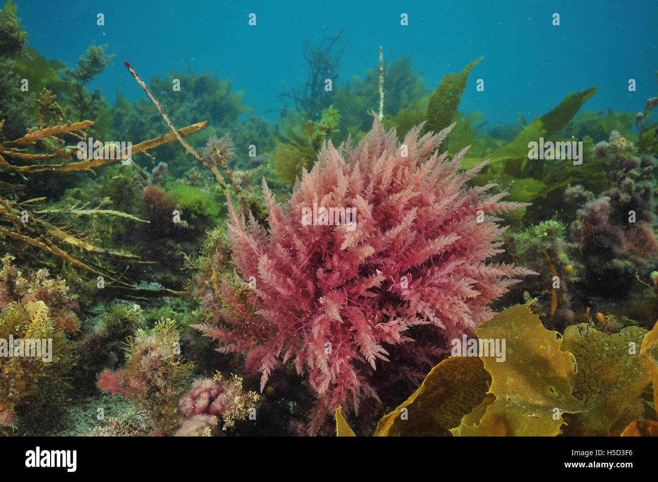 Bright colours of various sea weeds Stock Photo