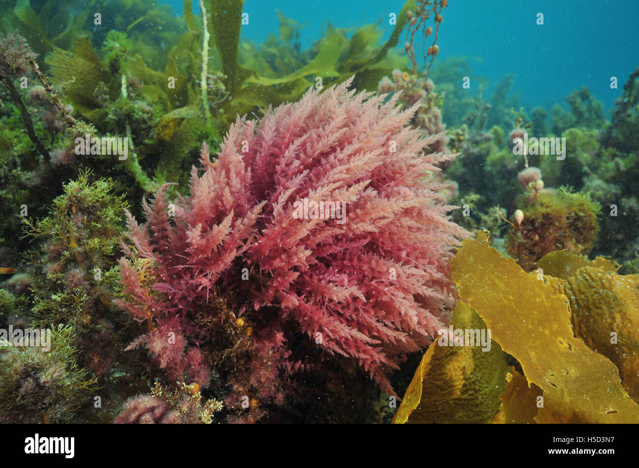 Bright colours of various sea weeds Stock Photo