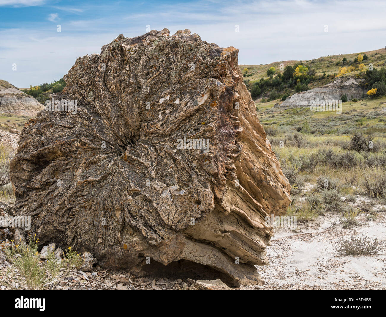 Petrified wood tree trunk, Petrified Forest, Theodore Roosevelt