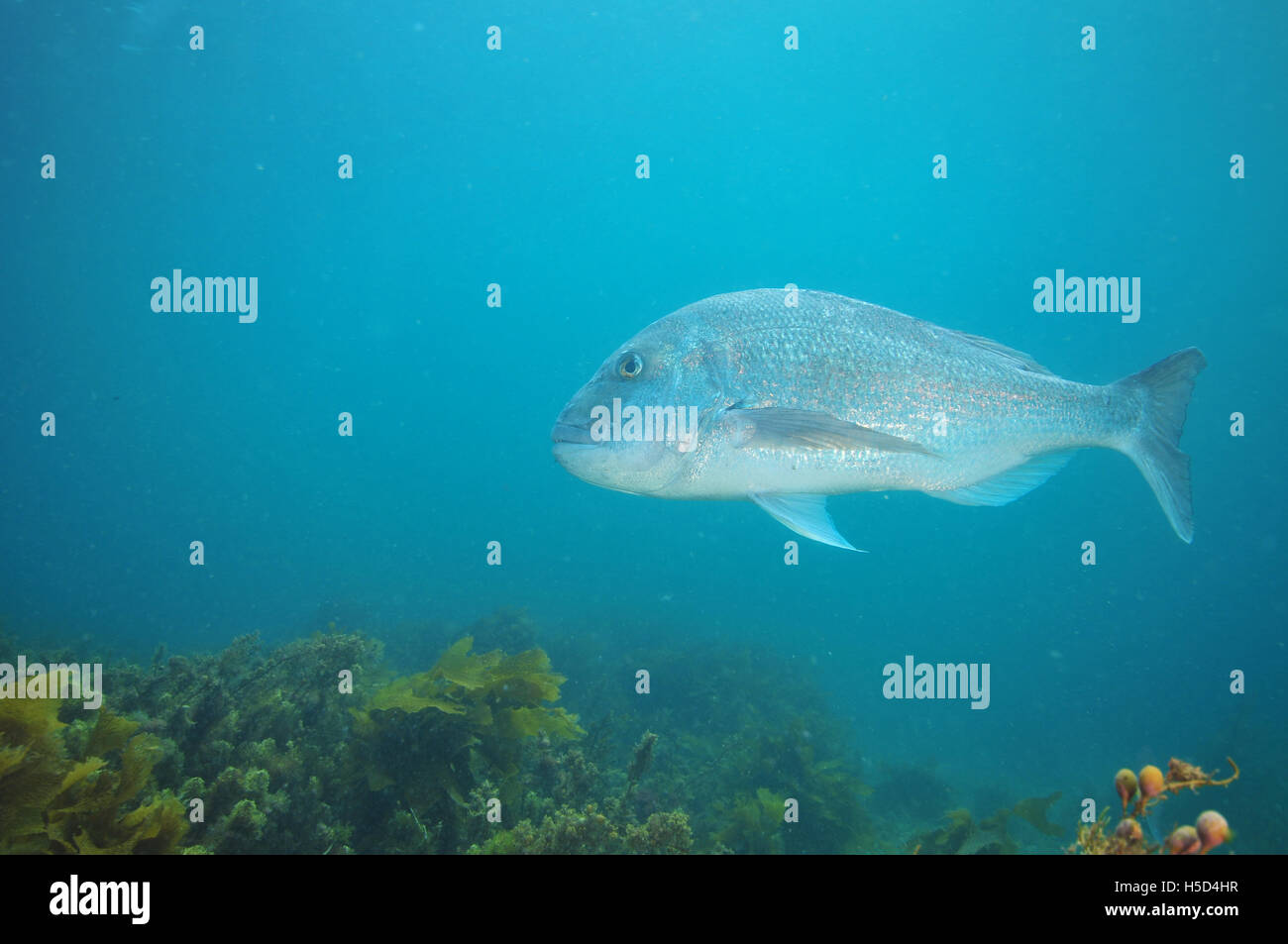 Adult australasian snapper cruising by Stock Photo
