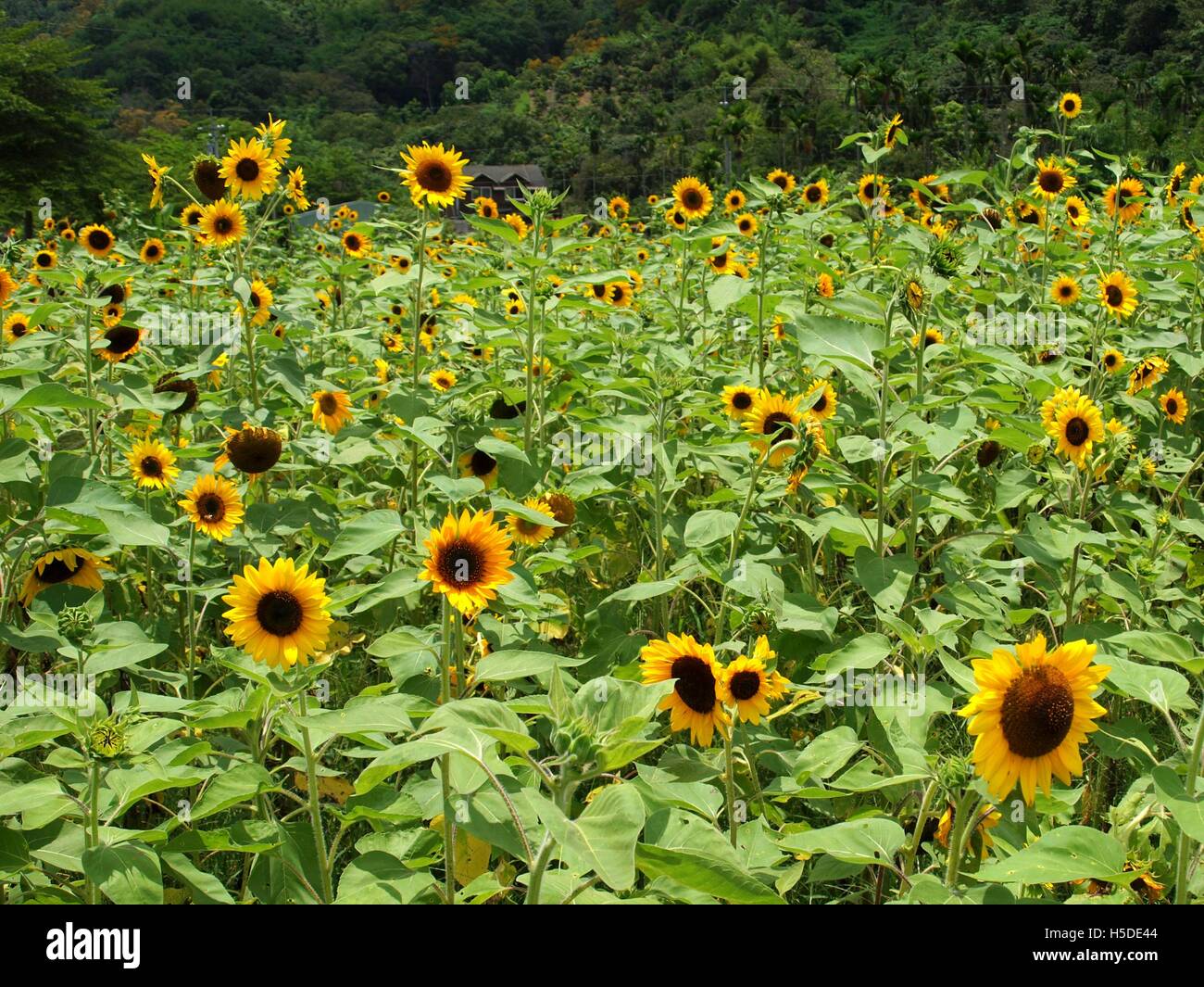 Bright yellow sunflowers in a lush green field Stock Photo - Alamy