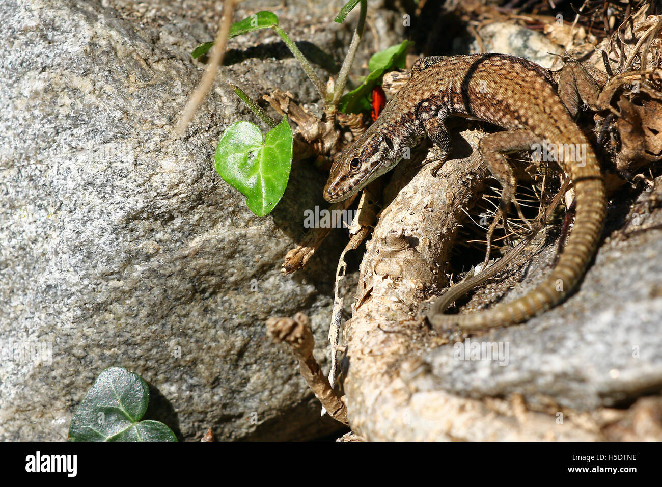 Common lizard on an ivy plant along a granite block wall Stock Photo