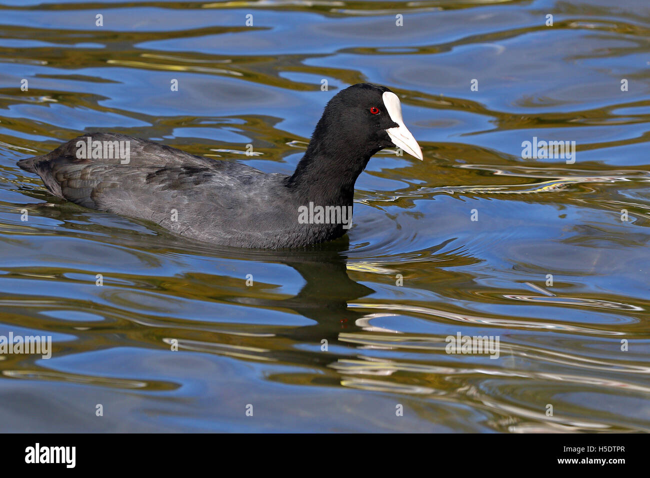 Eurasian coot swimming in blue water with reflections Stock Photo