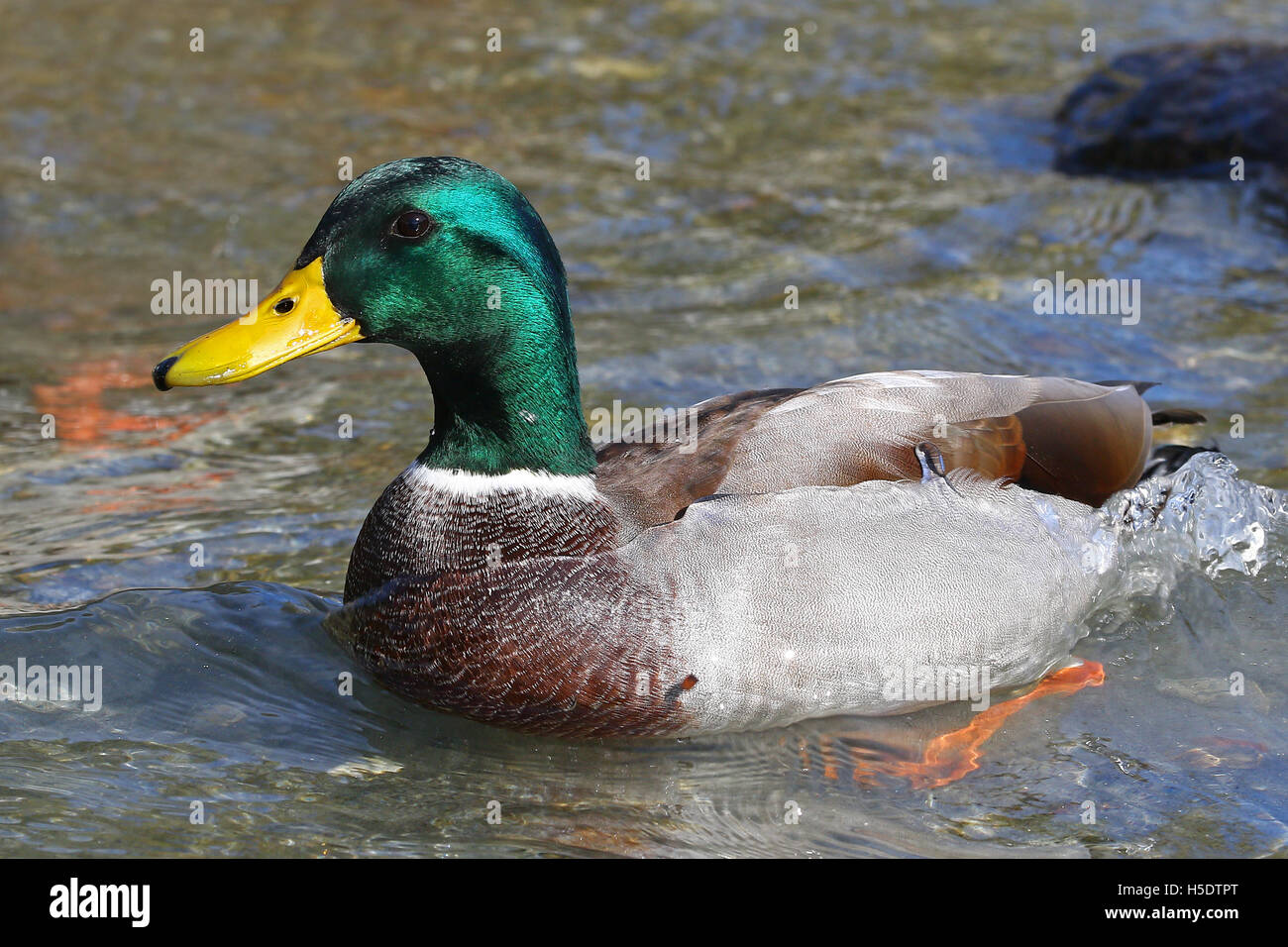 Male mallard duck swimming by a rock with wave rolling on top Stock Photo