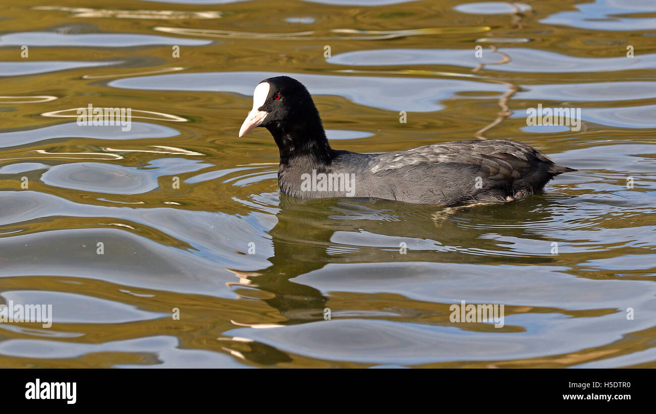 Eurasian coot swimming in brown and blue water with reflections Stock Photo